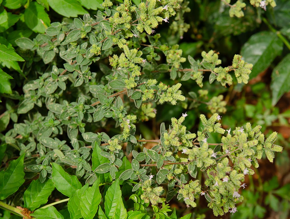 Habitus